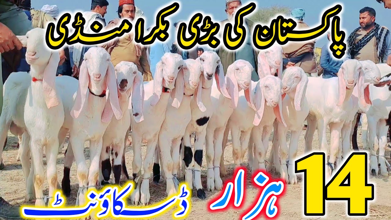 2 February 2026 | پاکستان کی بڑی بکرا منڈی راجنپور | Gulabi Bakray 2026 | Bachoon Wali Bakria | 