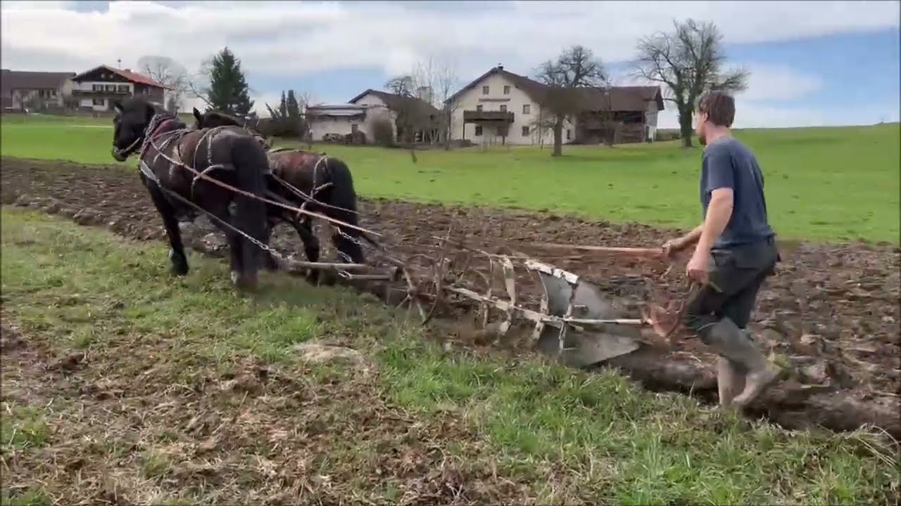 Сельское хозяйство по-старому | Я пашу на лошадях