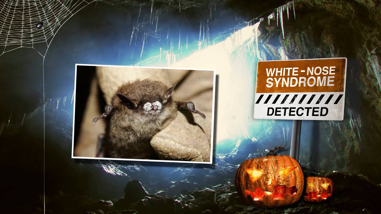 This Halloween, Help Protect Bats!