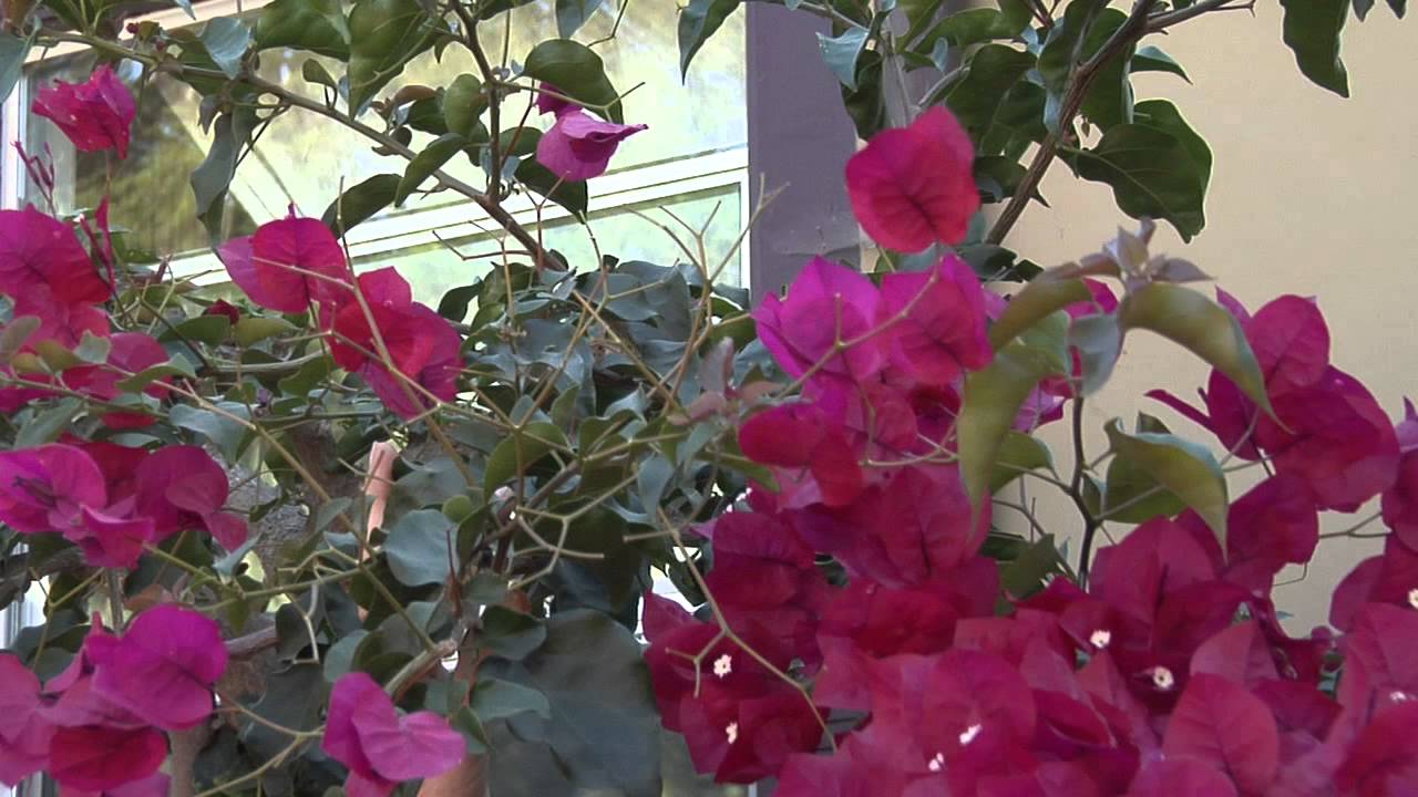 Как обрезать плетистую бугенвиллею для максимального цветения : Great Gardening