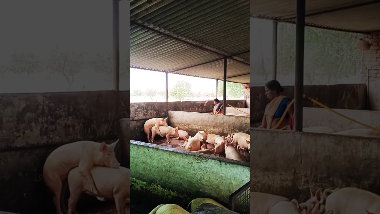 5 लाख से 15 लाख 5 महीने में Pig farming profit ।10 मादा से Pig farm kaise suru kare #pig_farm #pig