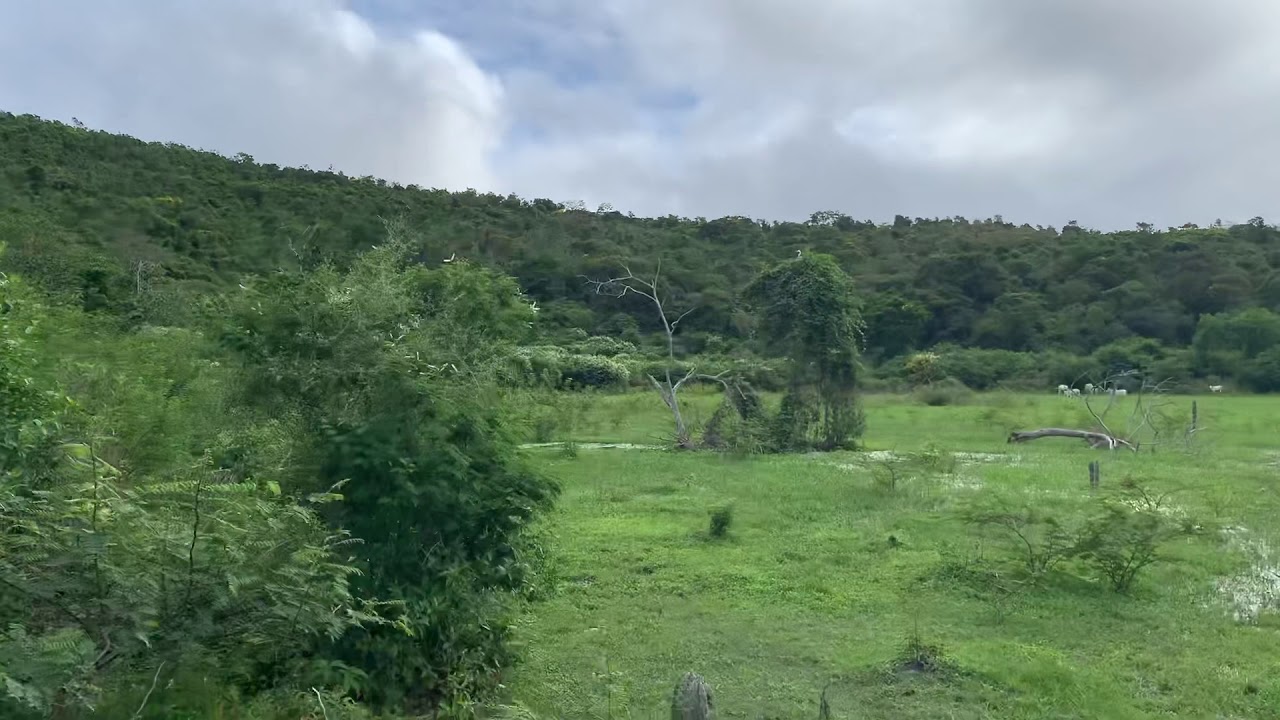 Manejo de Aleluia , Canil Negreiros!!!