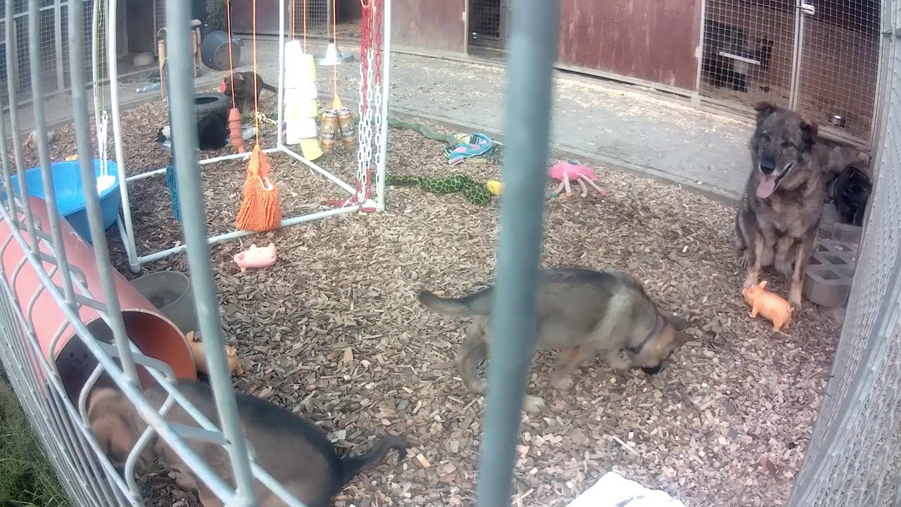 X litter playing 2 part