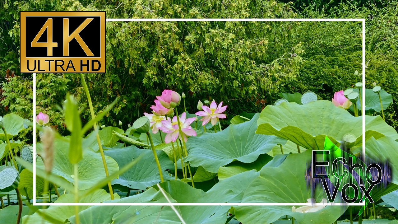 Peaceful Lotus Pond with Gentle Music &ndash; Relaxing Nature Ambience