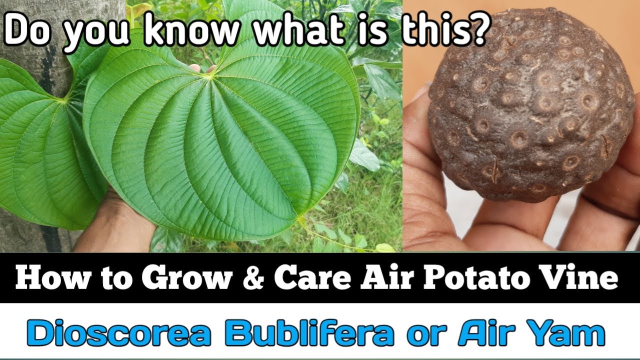 How to Grow Air Potato Vine || How to Grow and Care for Dioscorea Bublifera || हवाई कंद या वराह कंद