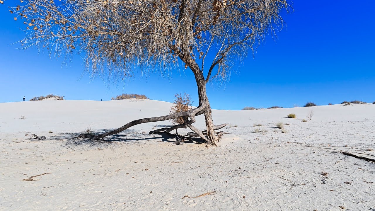 Hike on the Dune Life Nature Trail in White Sands National Park, New Mexico!