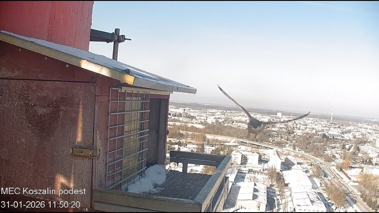Koszalin 31 01 2026 1 ~ Ptyś na chwilę, Nilę wołał