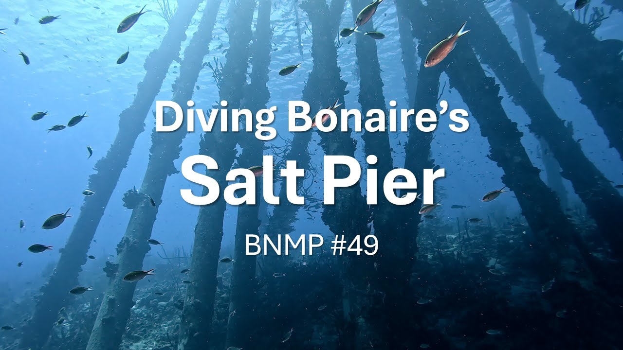 Diving Bonaire's Salt Pier