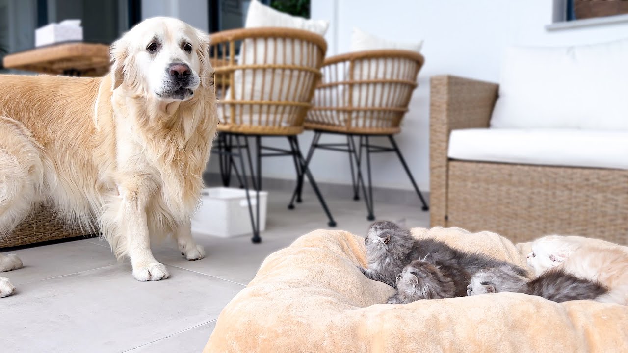 Golden Retriever Shocked by the Kittens occupying his bed!
