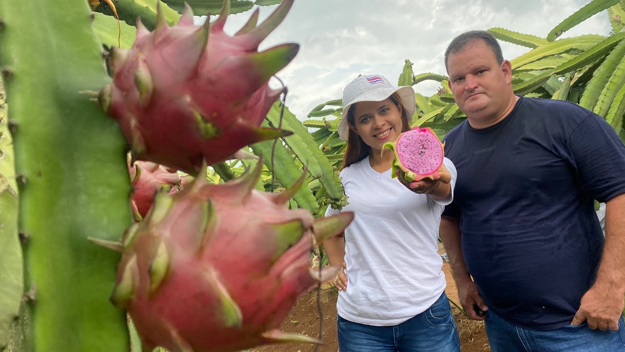 Cómo se cosecha la pitahaya en Costa Rica?