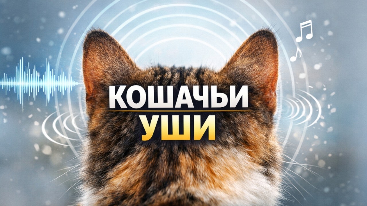 Кошачьи уши: орган, который никогда не спит