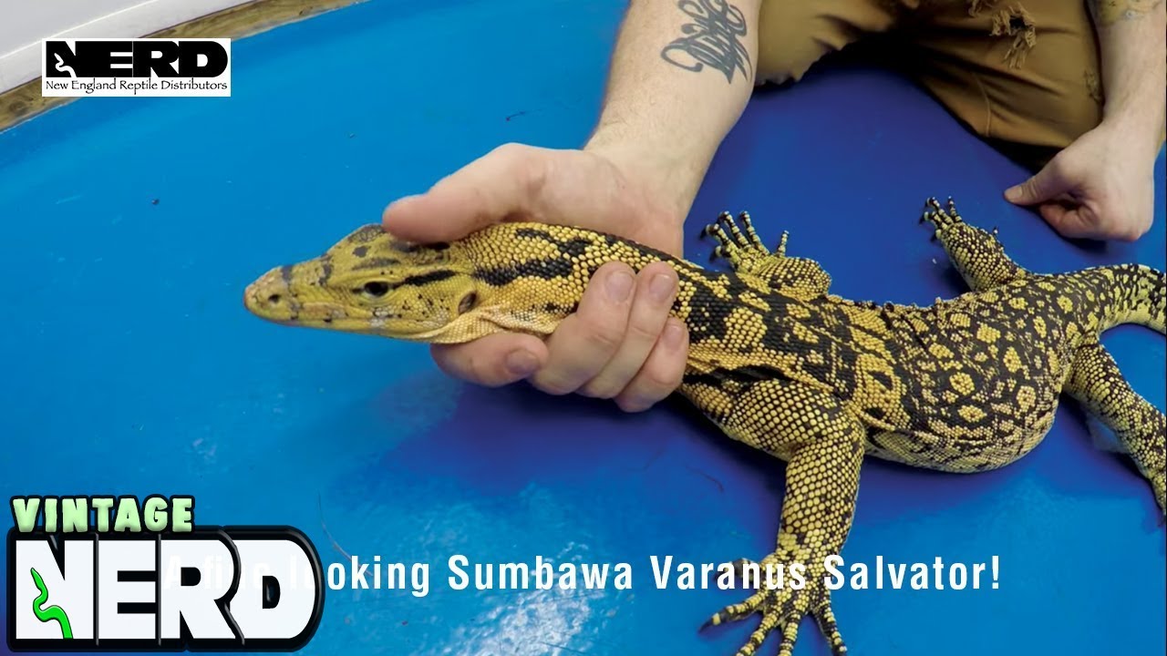 A fine looking Sumbawa Varanus Salvator!