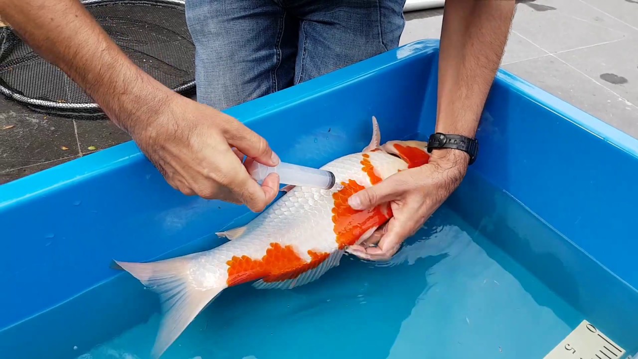 Swimbladder problem in koi
