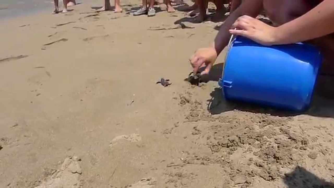 Cyprus - Lara beach - Turtles hatching