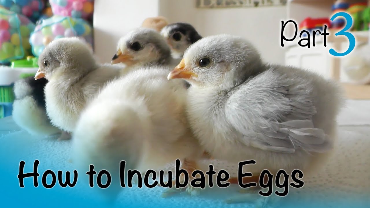 How to Incubate and Hatch Eggs | Part 3 of 3 | Hatch Day and Caring for Chicks