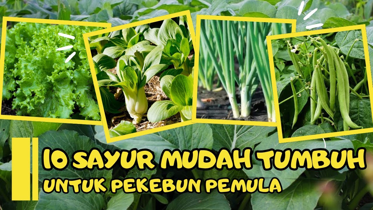 10 Sayuran Mudah Tumbuh dan Cepat Panen Untuk Pekebun Pemula