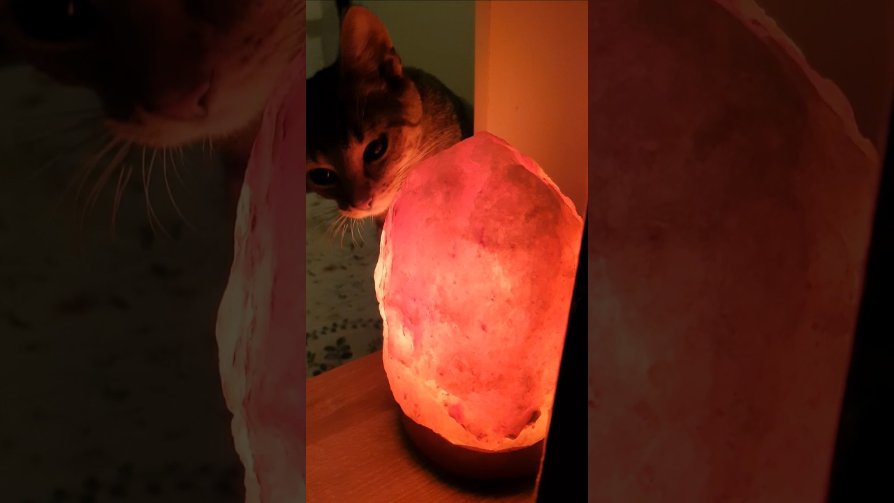 Mia houdt van mijn zoutlamp! 😭