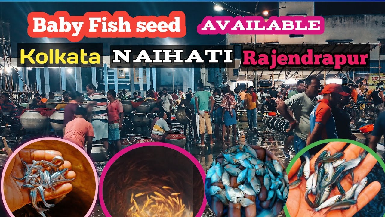 All available  fish seeds Kolkata Naihati rajendrapur Asia number one best quality baby fish seed 