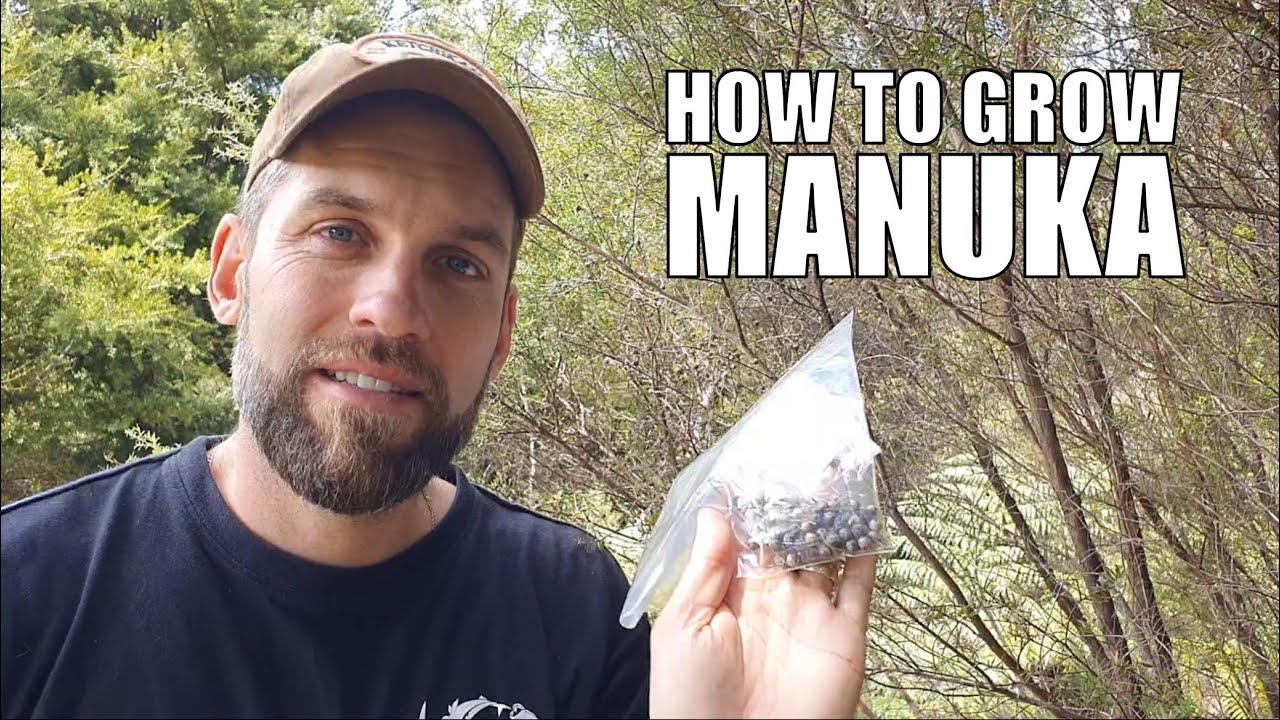 How to Grow Manuka