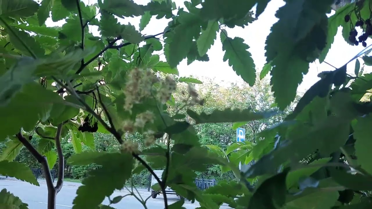 Рябина дуболистная. Мурманск 30.06.2022
