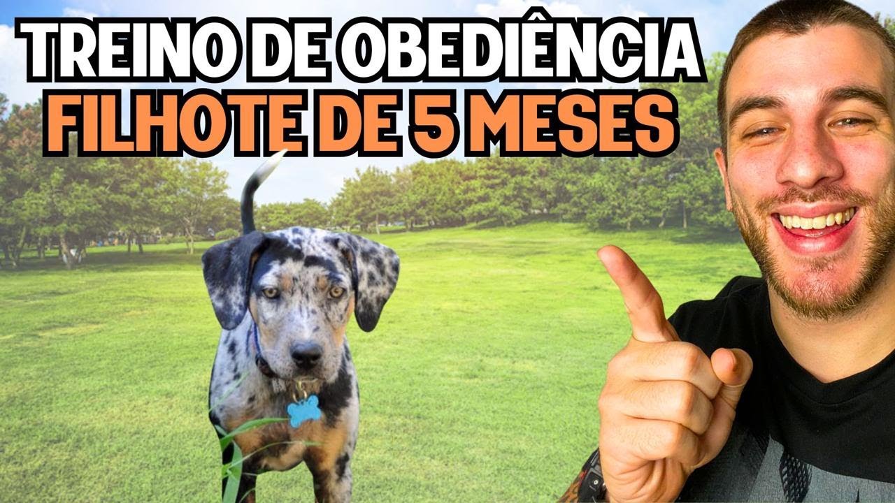 Como Adestrar um Cachorro Filhote (PASSO A PASSO)