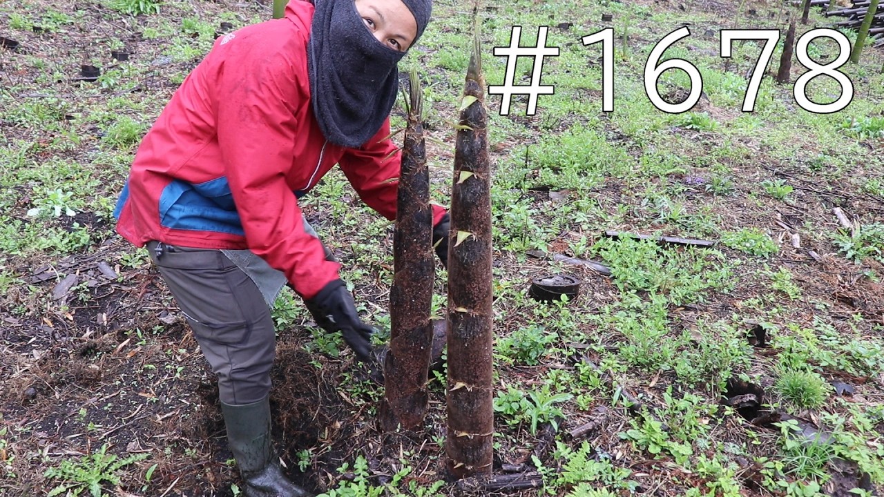 大雨続きの後の元竹藪にたけのこがにょきにょき！孟宗竹の枯れ竹株も蹴りで一発二本抜きしてきました