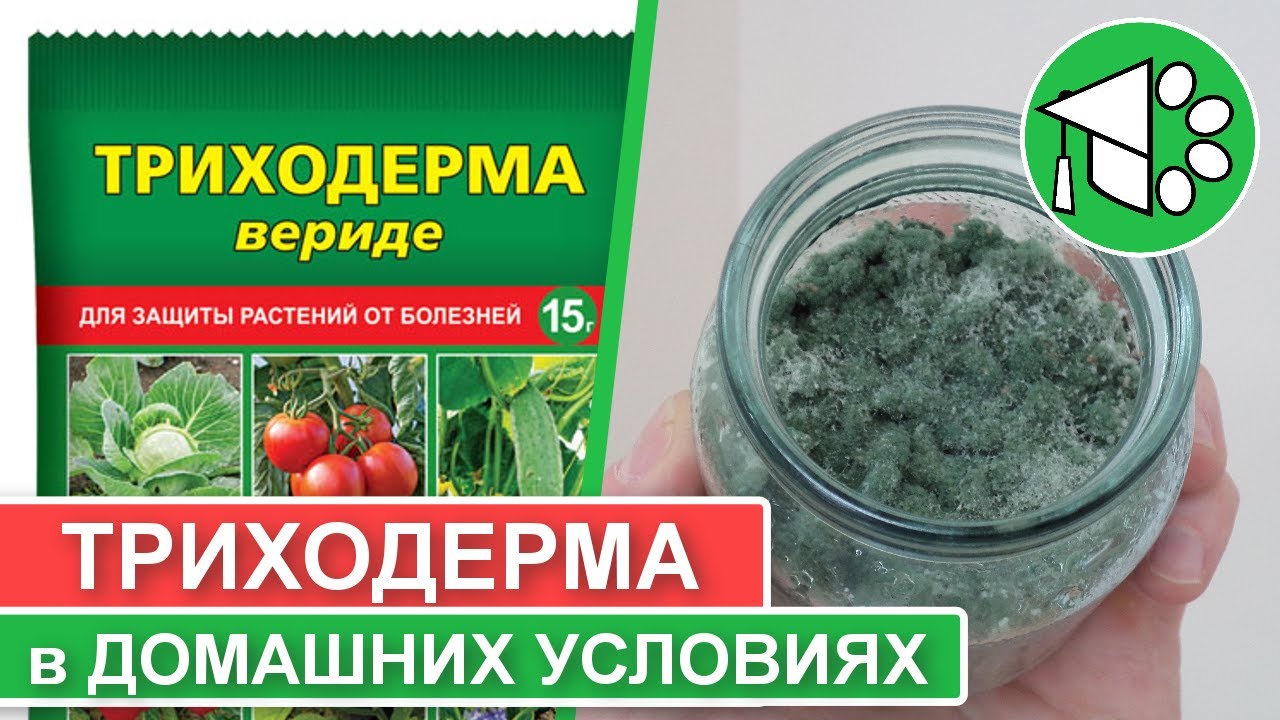 Триходерма: выращивание в домашних условиях | Биопрепараты для сада и огорода своими руками
