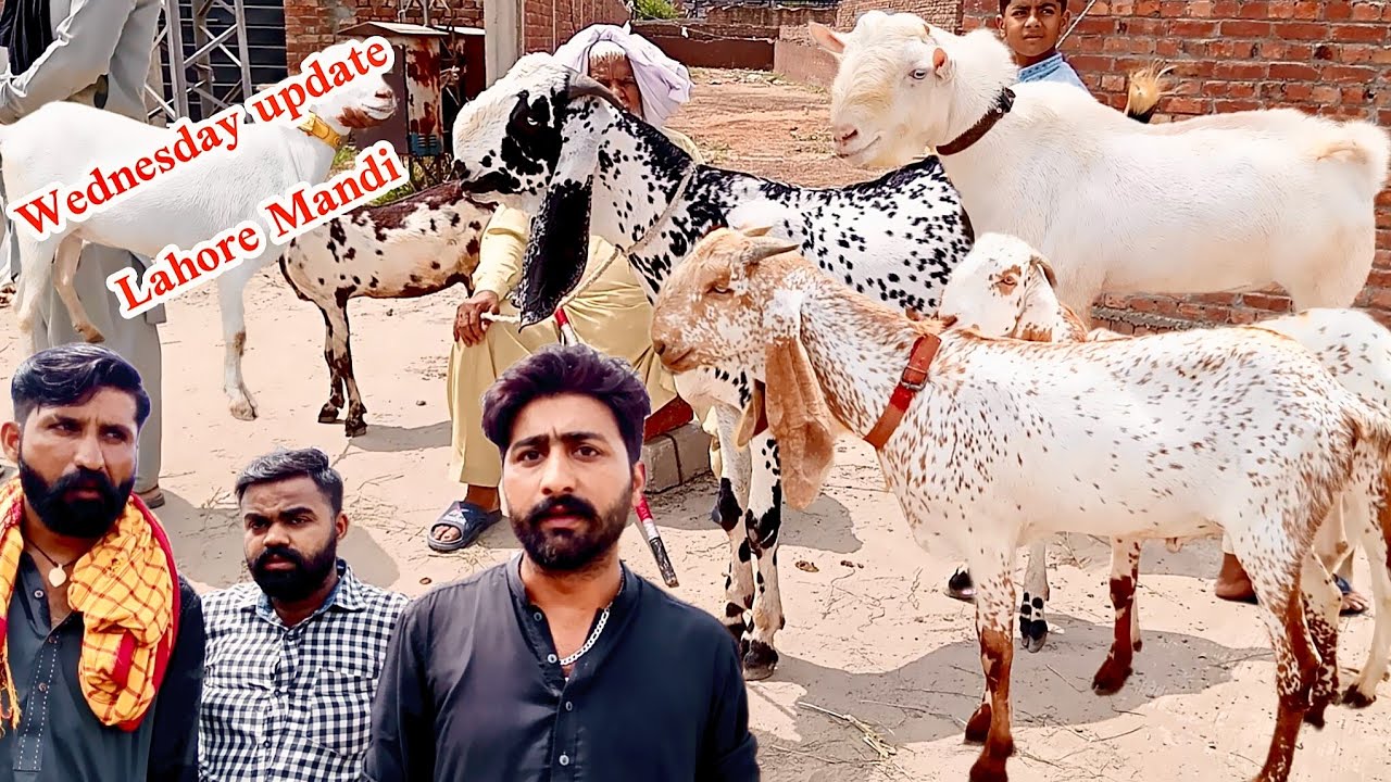 Live sauda Lahore shahpur kanjra Mandi Makkhi chine bakre aur tedhe bakre aur bakriyan | 6 August 😱