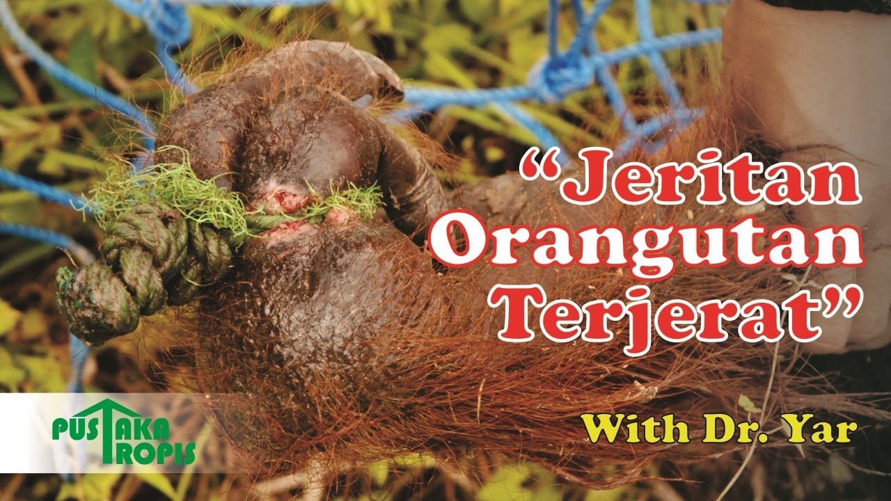 Jeritan Orangutan Terjerat