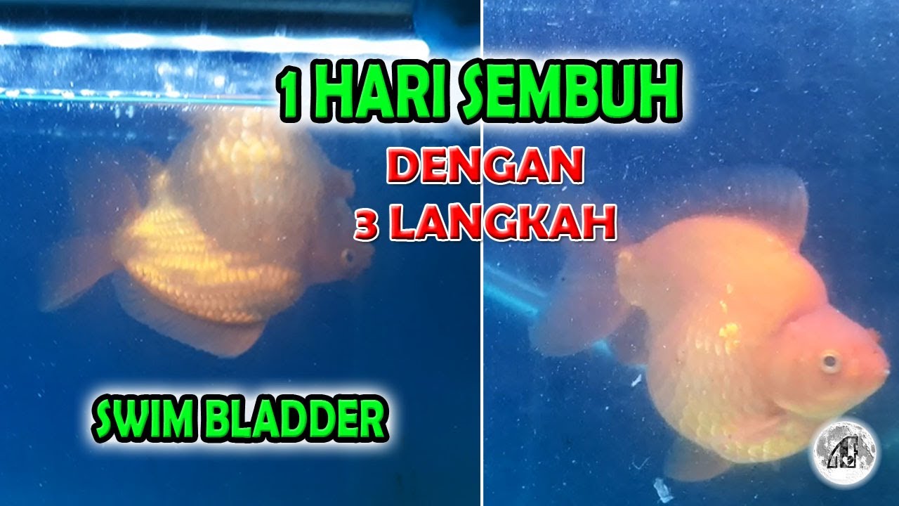 CARA MENGOBATI IKAN KOKI BERENANG TERBALIK