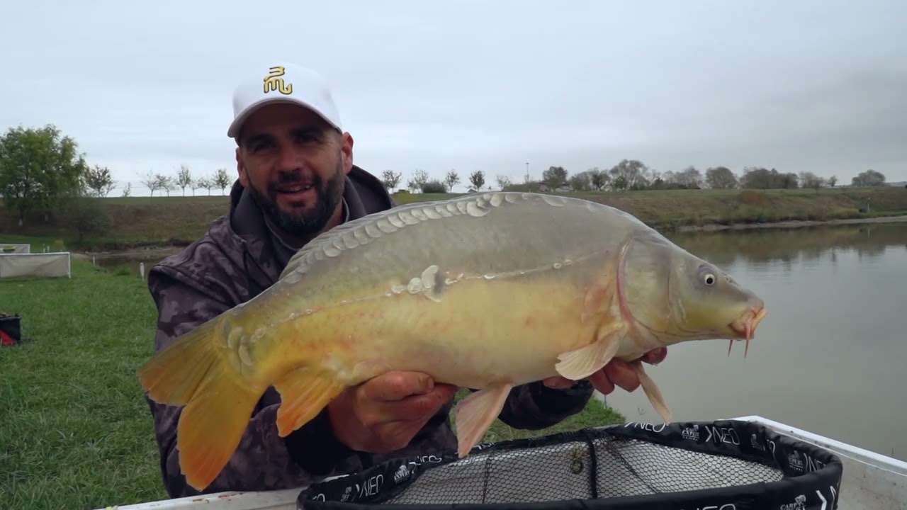 Concurse Feeder limited edition