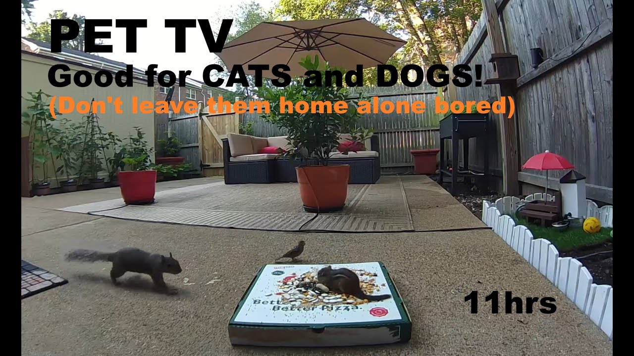 (Pizza Box) Entertaining PET TV for Dogs and Cats to Watch! 11 hrs.