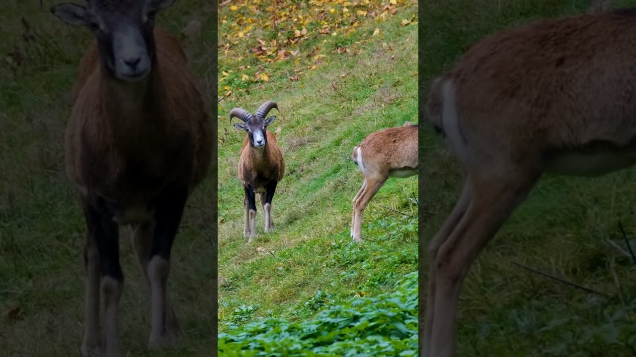 Animal sounds. Mouflon Family in the Mountains. Shorts