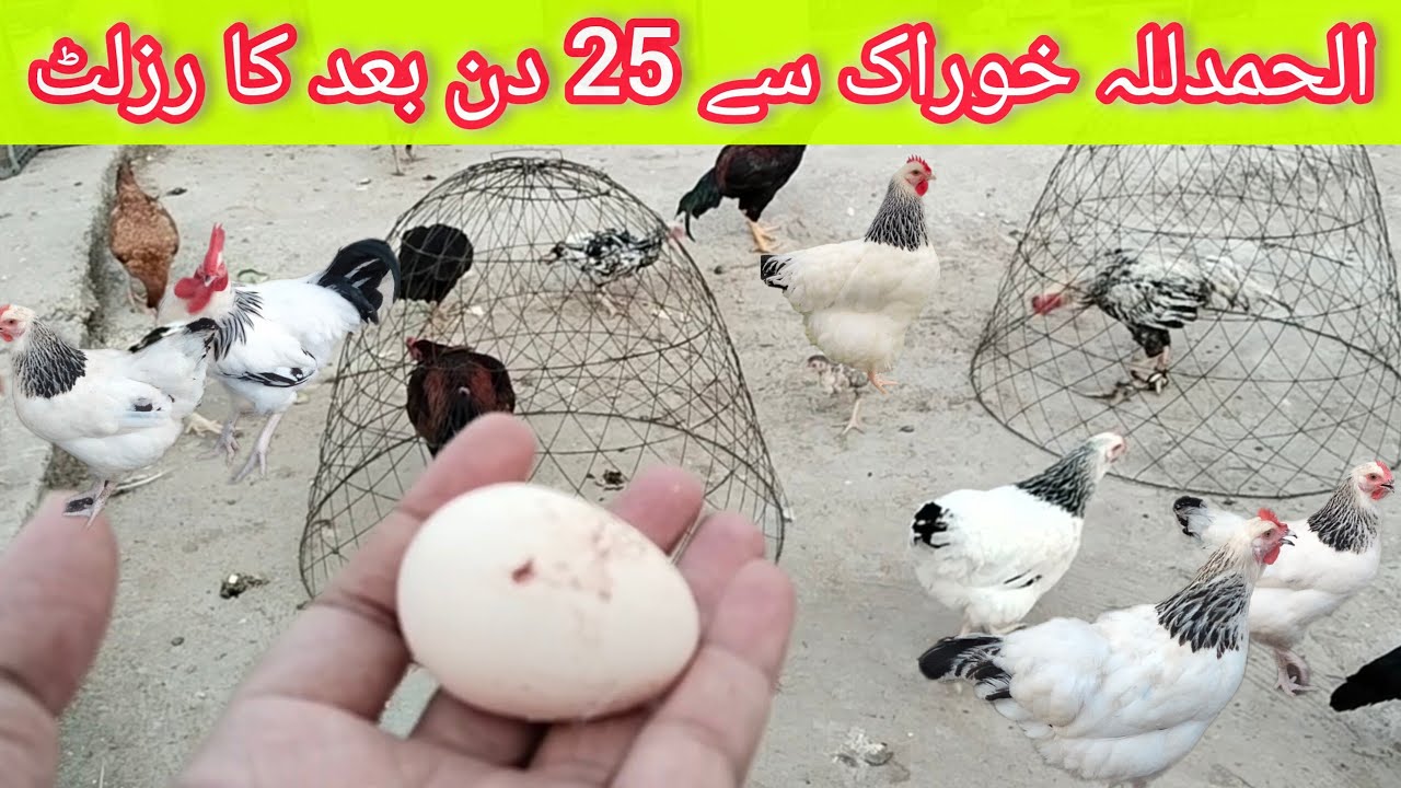 How to Get More Eggs from Hens in Winter ❄️ | Secret Tips Revealed!