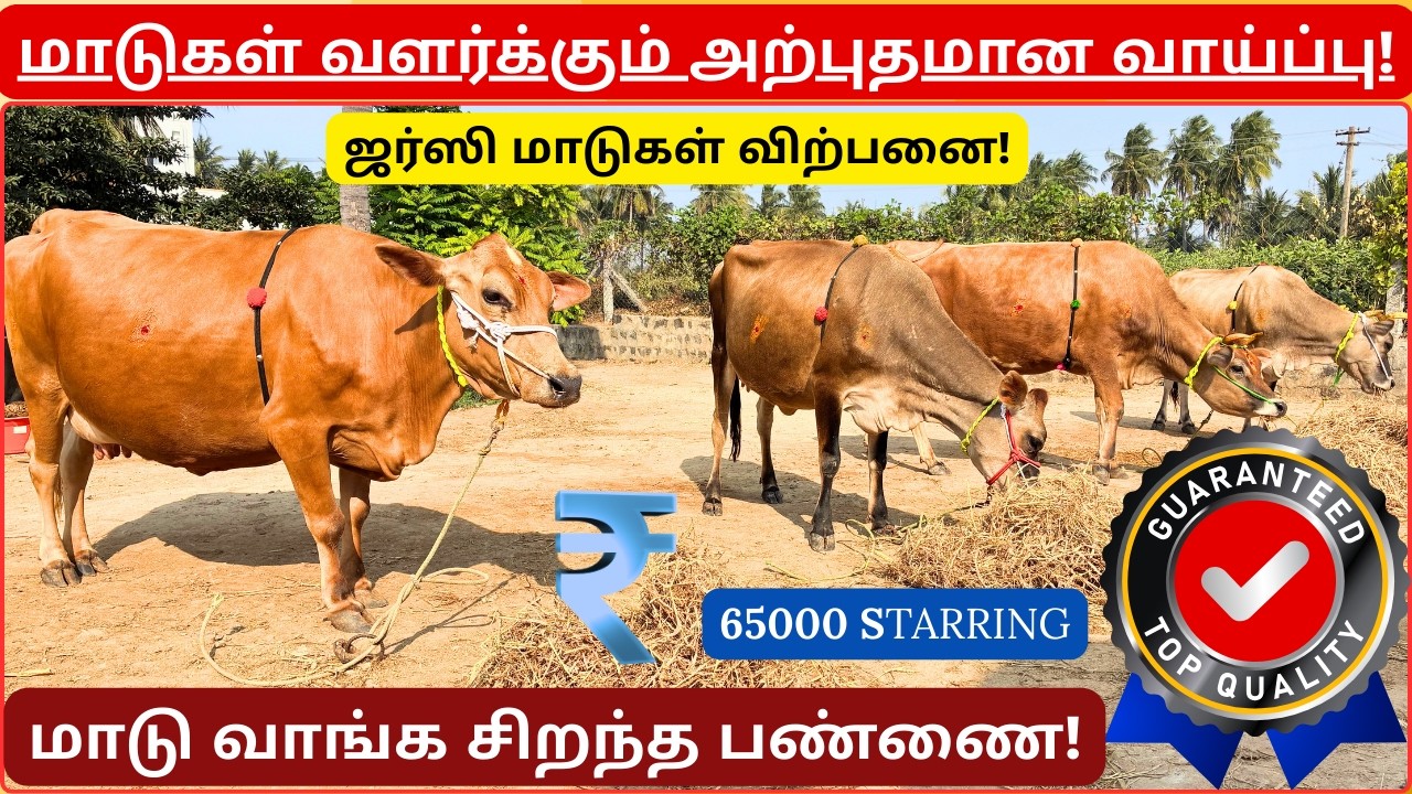#மாடுகள் வளர்க்க வாய்ப்பு!! #cattle #cows #cow #agriculture
