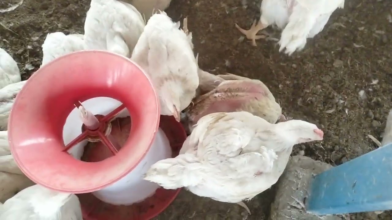आज हो सकता है फार्म सेल देखे क्या होगा वजन ओर कितने दिन का बच्चा है