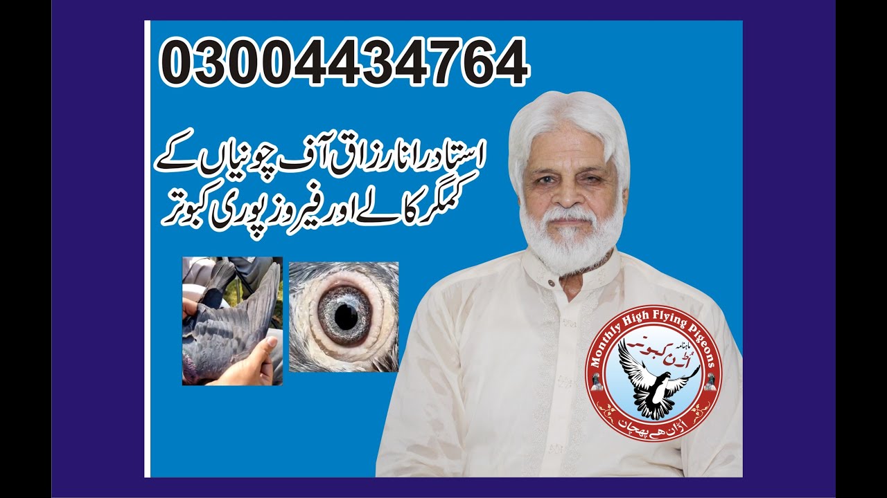 Ustad Rana Razzaq of Chunian Amazing and awesome pigeons 03004434764