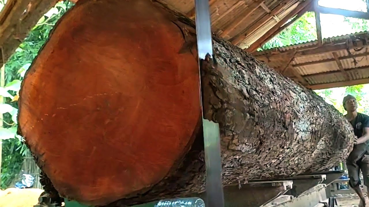 Giant mahogany monster! Beautiful pink grain in the wood at the sawmill 