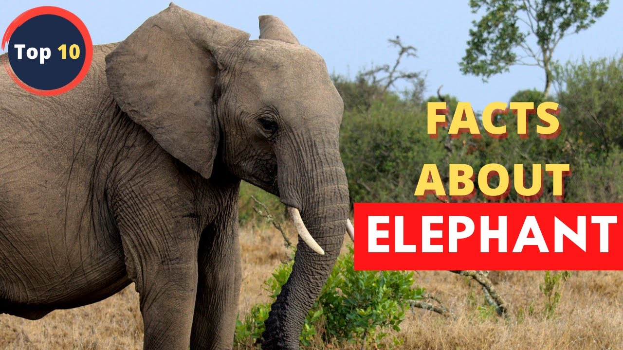 10 Elephant Facts