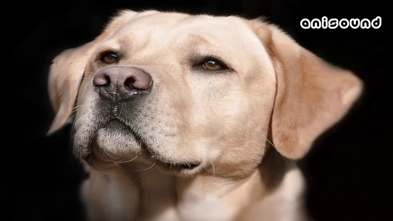 LABRADOR DOG SOUND / LABRADOR PERRO SONIDO ANISOUND