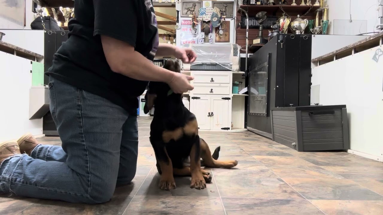 Kevlar - Rottweiler training session 3