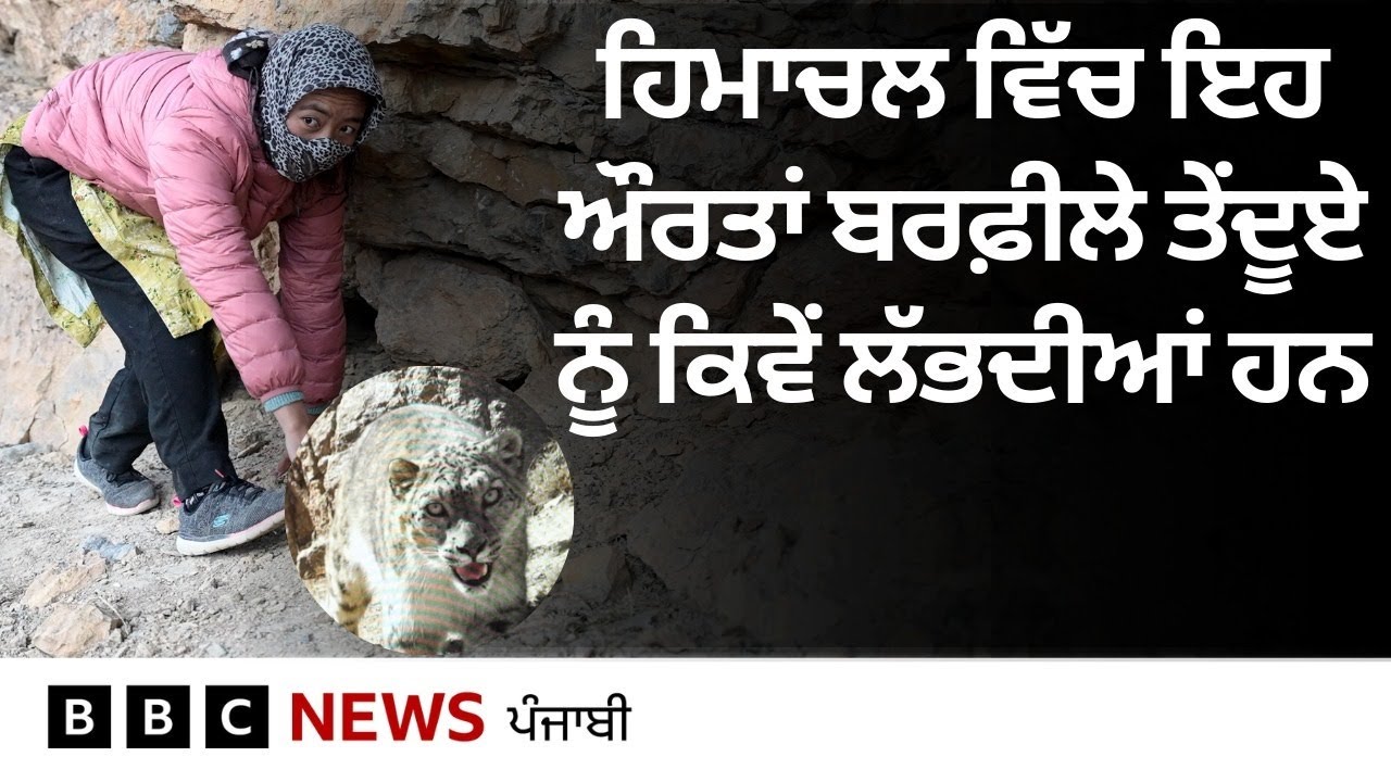 Himachal Pradesh 'ਚ ਸਥਾਨਕ ਔਰਤਾਂ ਭਾਰਤ ਦੇ ਬਰਫ਼ੀਲੇ ਤੇਂਦੂਏ ਦੀ ਰੱਖਿਆ ਲਈ ਲੜਾਈ ਵਿੱਚ ਕਿਵੇਂ ਮਦਦ ਕਰ ਰਹੀਆਂ