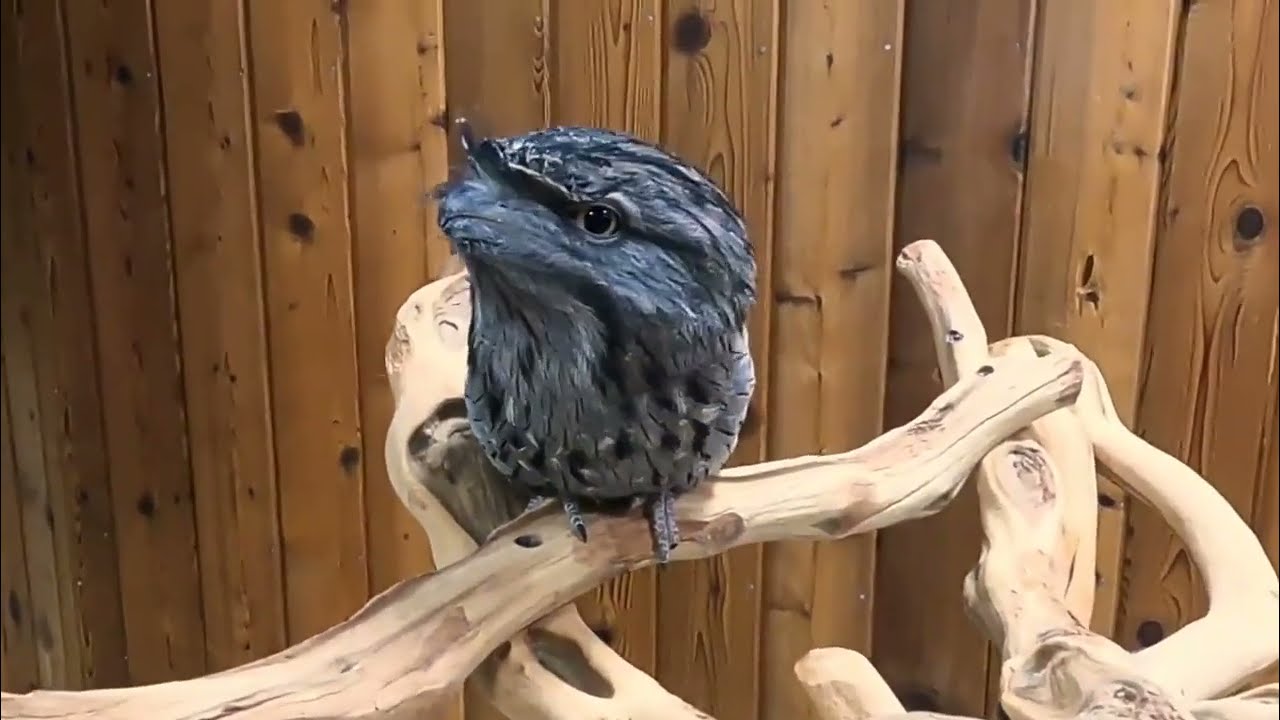 Tawny Frogmouth (Podargus strigoides) @gallery34573