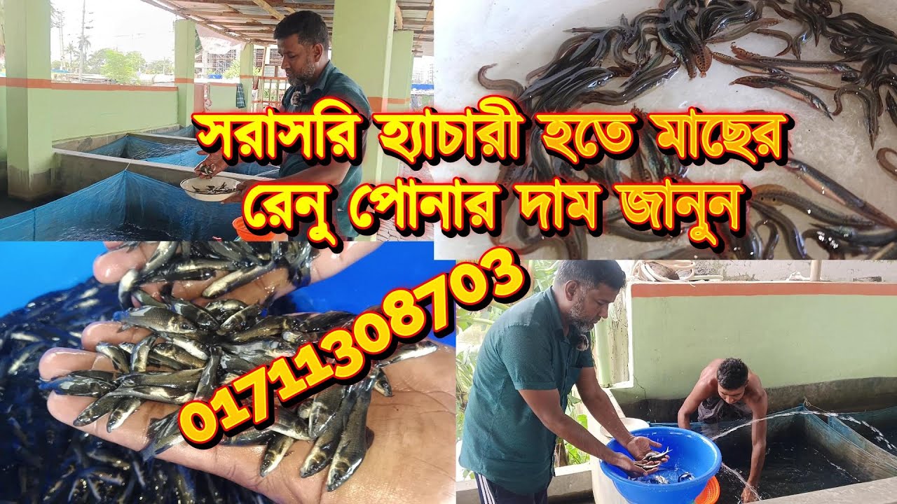 সরাসরি হ্যাচারী হতে মাছের রেনু পোনার দাম জানুন | রেনু পোনা কোথায় পাবেন