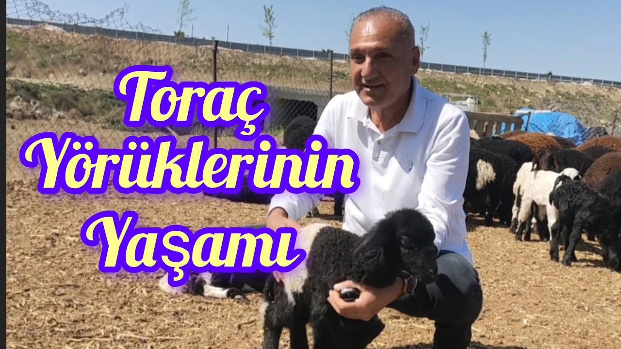 TORAÇ YÖRÜKLERİNİN YAŞAMI