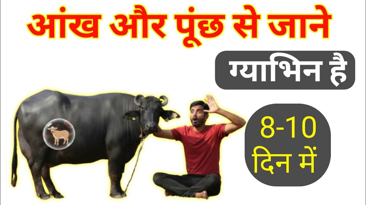 🐄 पशु की आँखें और पूंछ से कैसे पहचानें – हीट या ग्याभिन?