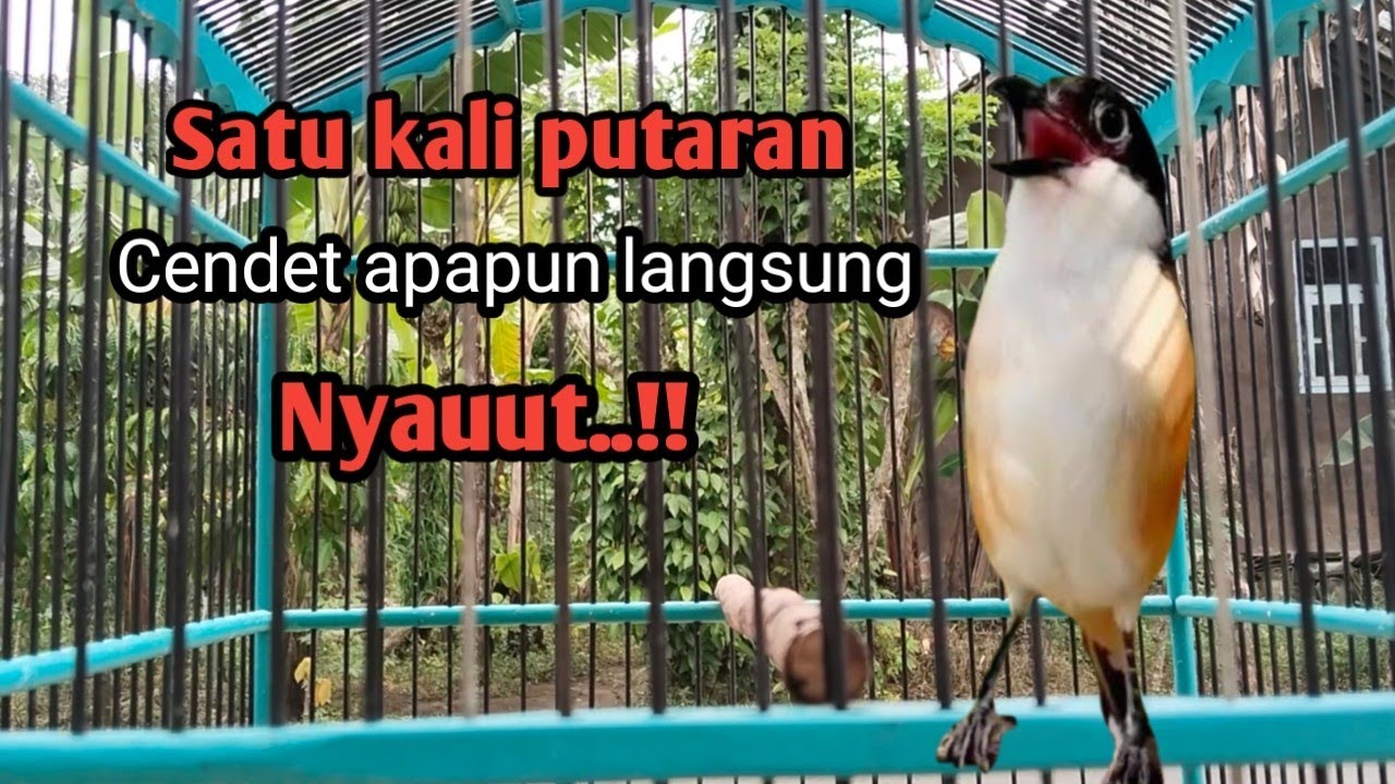PANCINGAN CENDET GACOR! HANYA SATU KALI PUTARAN CENDET LAIN PASTI NYAUUUT.!