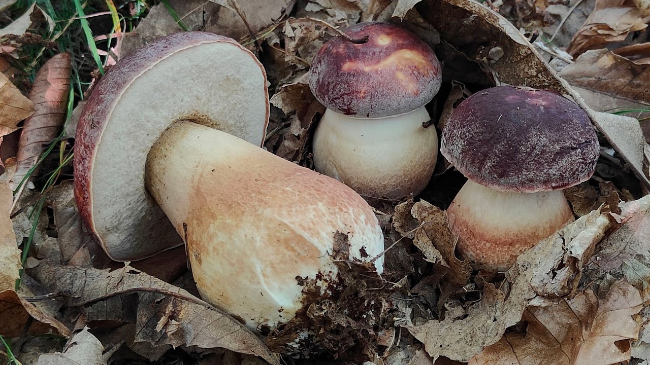 Funghi: dopo quanti giorni spuntano dalla pioggia?