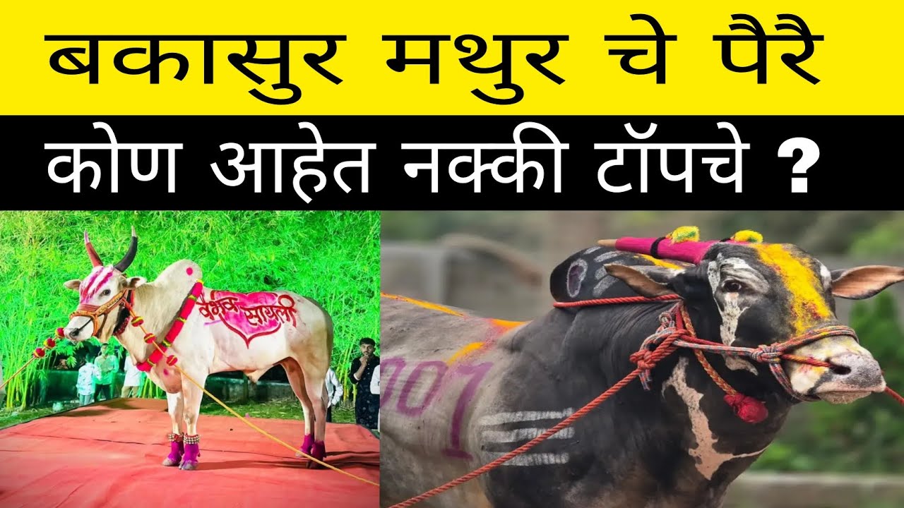 वडकी हिंदकेसरी मैदानामध्ये बकासुर मथुर चे पैरै कोण टॉप चे पैरै 🔥