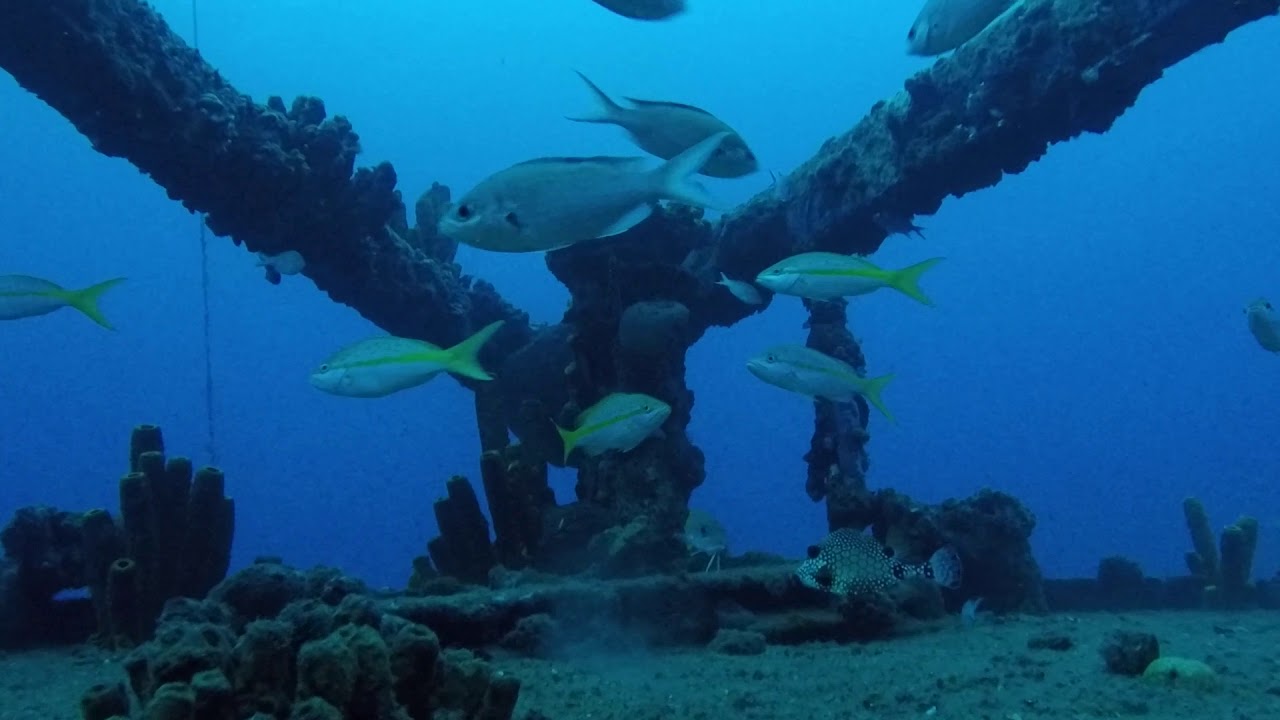 Freedive on Franjack shipwreck (- 24 meters), Guadaloupe